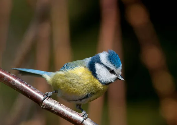Doğadaki Güzel Kuşun Görüntüsü — Stok fotoğraf