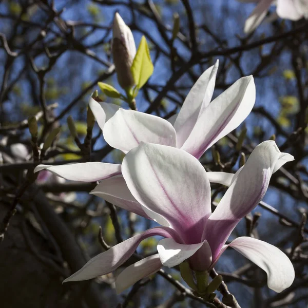 Kwiaty Magnolii Wiosenne Kwiaty — Zdjęcie stockowe