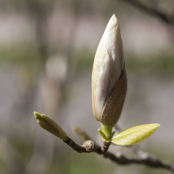 Magnolia Knoppen Lentezon — Stockfoto