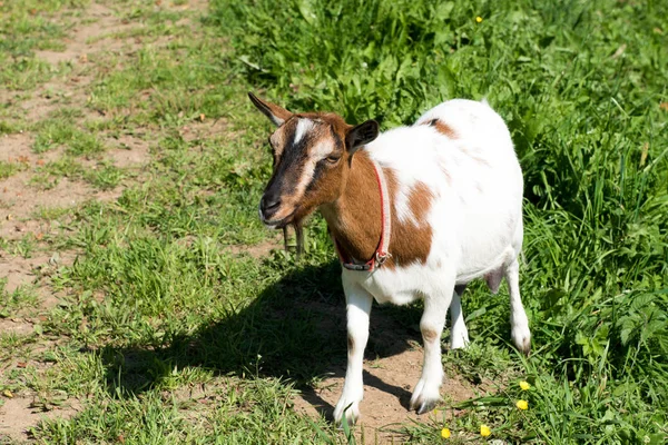 Bruin Wit Gekleurde Geit Oostenrijkse Alpen — Stockfoto