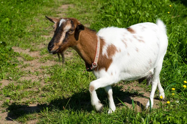 Bruin Wit Gekleurde Geit Oostenrijkse Alpen — Stockfoto