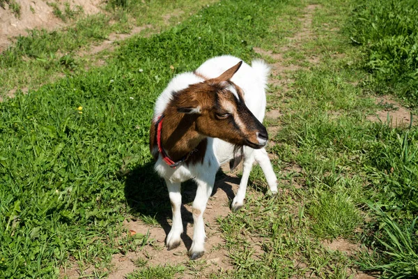 Bruin Wit Gekleurde Geit Oostenrijkse Alpen — Stockfoto