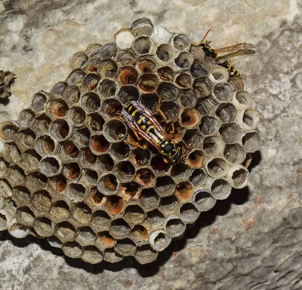 Üzerinde Eşekarıları Olan Bir Arı Kovanı Eşek Arıları Polisi Yakından — Stok fotoğraf