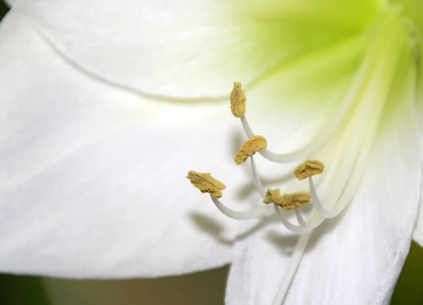 아마릴리스 식물상 — 스톡 사진