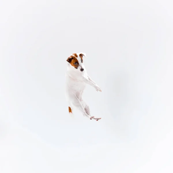 Liten Jack Russell Terrier Spelar Vit Bakgrund — Stockfoto