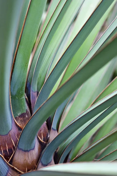 Blad Datil Yucca Eller Banana Yucca Palm — Stockfoto