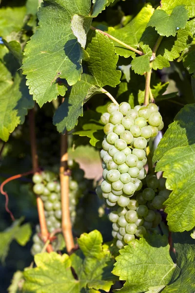 Wsi Winnice Rolnictwa Winorośli — Zdjęcie stockowe