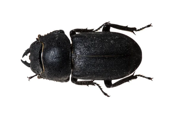 Işın Kızarıklığı Siyah Böcek — Stok fotoğraf