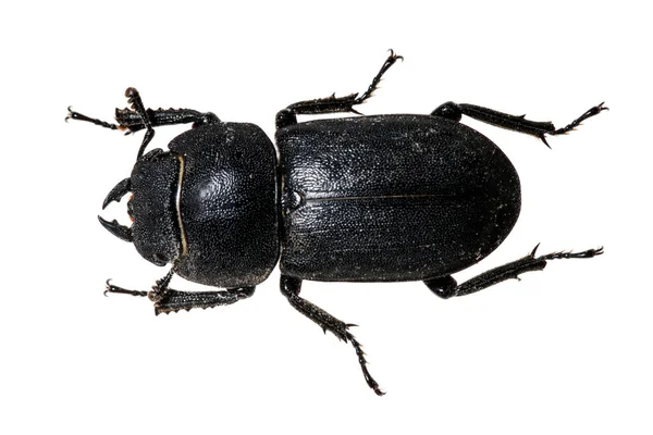 Beam Blush Black Beetle — Stock Photo, Image