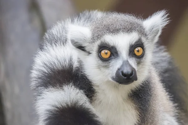 Lemur Catta Lemur Pierścionek — Zdjęcie stockowe