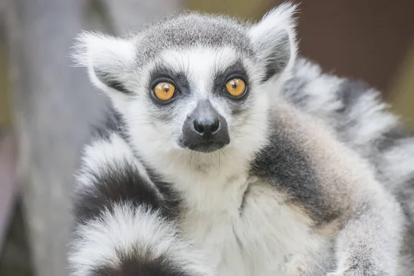 Lemurenkatze Ringelschwanzmaki — Stockfoto