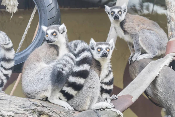 Lemur Catta Lemur Met Ring Staart — Stockfoto