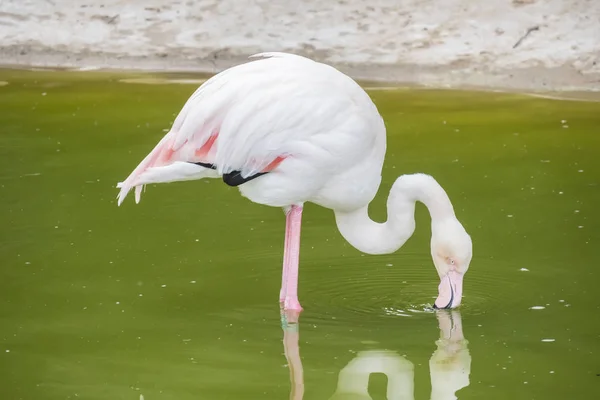 Flamingos Ruhen Ufer Eines Teiches — Stockfoto