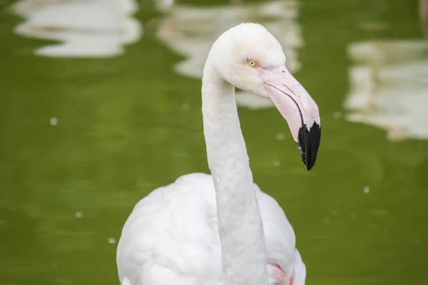 Flamingos Resting Shore Pond — Stock Photo, Image