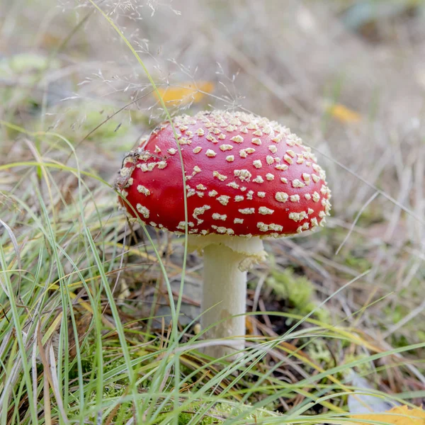 Seul Jeune Champignon Mouche Sur Plancher Forestier — Photo