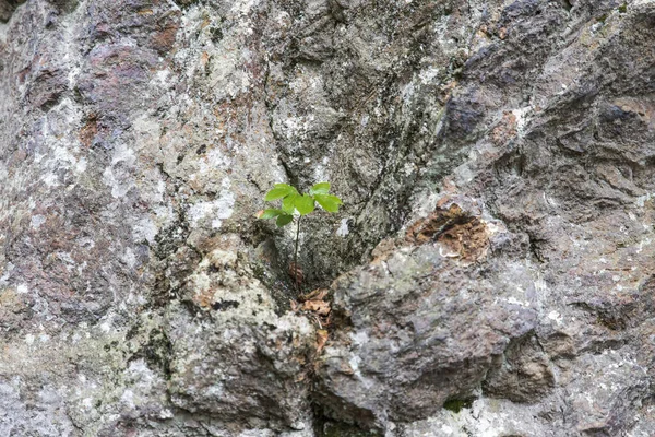 Rock Fal Mint Háttér — Stock Fotó