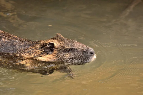 Nutrie Zvíře Přírodě Myocastor Coypus — Stock fotografie