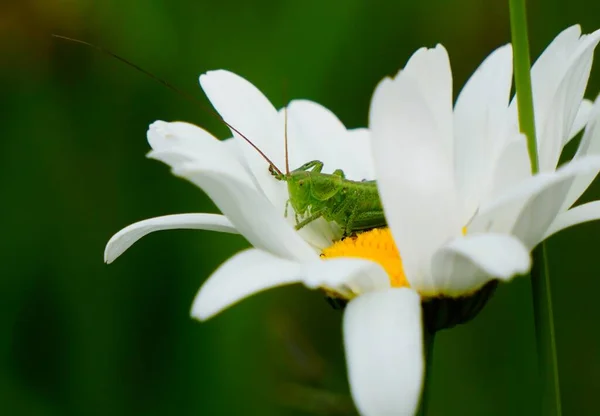 Liten Grön Gräshoppa Ser Prästkragar Blomma — Stockfoto