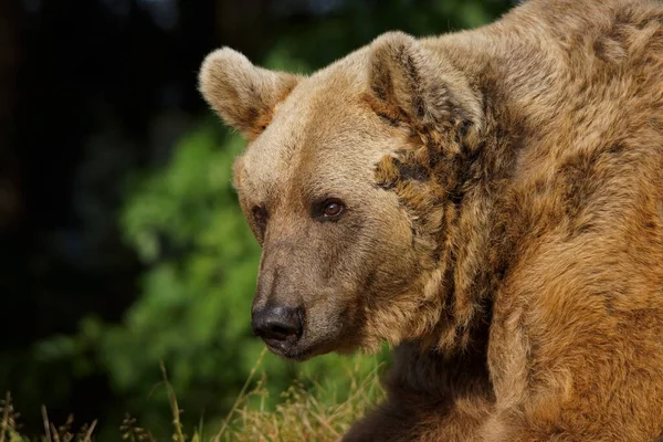 グリズリーのクマのクローズアップ — ストック写真