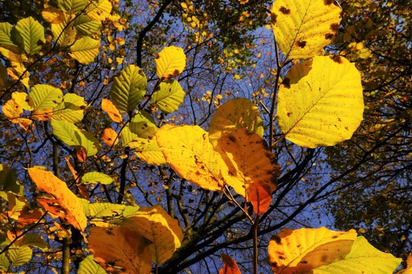 Herbst Blätter Herbst Jahreszeit Flora Laub — Stockfoto