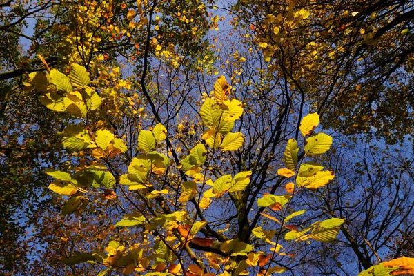 Feuilles Automne Feuillage Flore Saison Automne — Photo