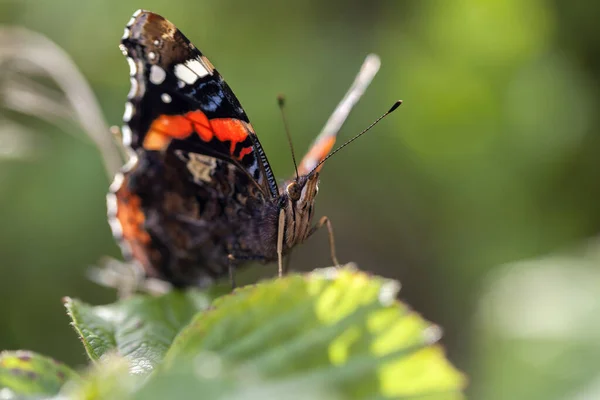 Almirante Vanessa Atalanta Tiro Macro — Fotografia de Stock