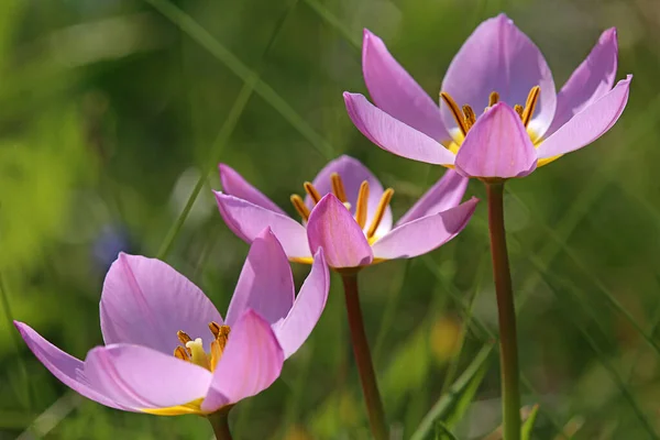 Tulpaner Blommor Kronblad Vår Flora — Stockfoto