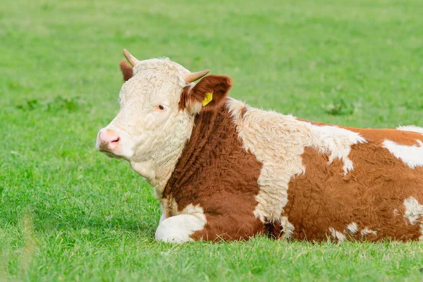 Vaca Joven Raza Hereford Encuentra Soleada Pradera Alpina Con Hierba —  Fotos de Stock