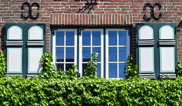 Fenster Mit Grünen Pflanzen Der Stadt — Stockfoto