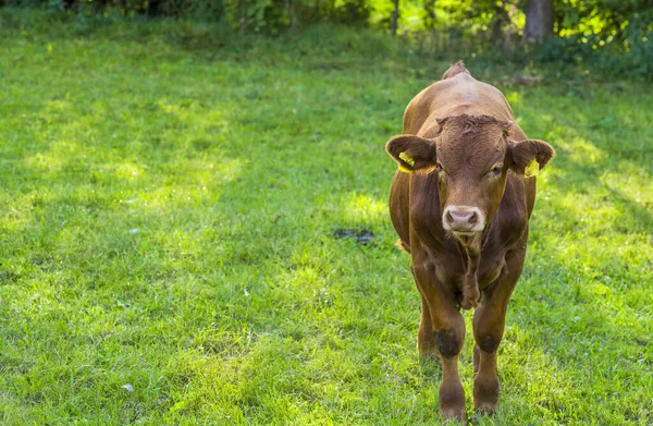 Image Brown Young Cow Green Meadow Farm South Germany Village — Stock Photo, Image