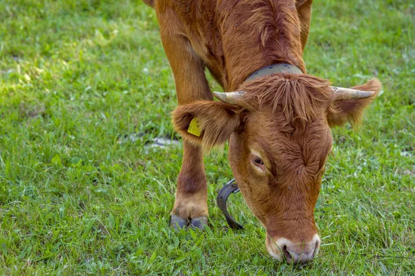 Närbild Med Brun Kalvhuvud Medan Äter Det Gröna Gräset Inne — Stockfoto