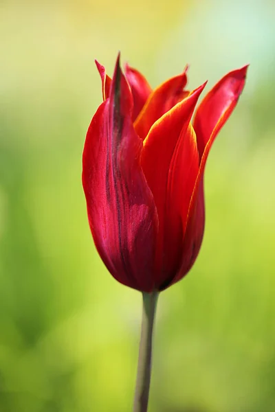 Tulipa Flores Florescendo Natureza Tulipas Flora — Fotografia de Stock