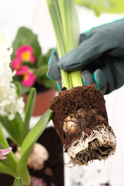 Blomlök Plantering Lökväxter Hyacint Krukväxter Växtvård Låda Med Blommor Plantera — Stockfoto