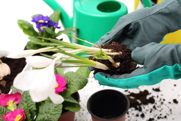 Vårblommor Krukade Plantera Växter Krukor Transplantera Blommor Vårblomsterarrangemang Påsklilja Krokus — Stockfoto