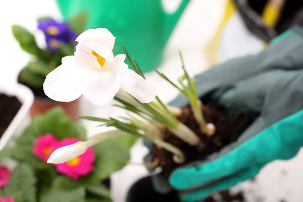 Vårkrukväxter Plantera Växter Krukor Transplantera Blommor Fjäder Blommig Sammansättning Zonkil — Stockfoto