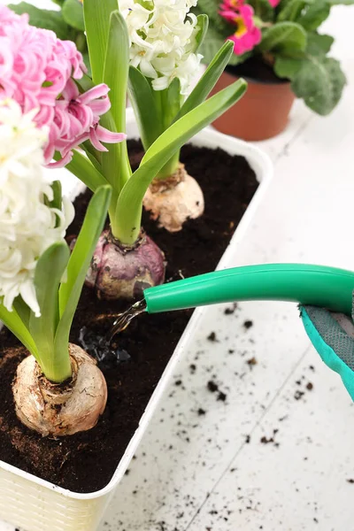 Vattning Kruka Blommor Hem Växtvård — Stockfoto