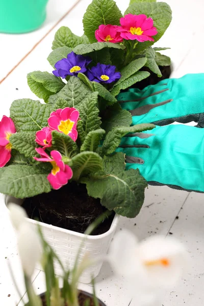 Femme Plante Des Fleurs Colorées Dans Des Pots Composition Florale — Photo