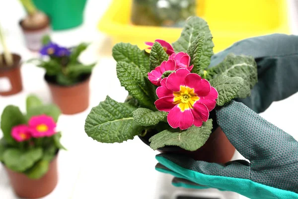 Mujer Planta Flores Colores Macetas Plantación Plantas Maceta Primitivos Color — Foto de Stock