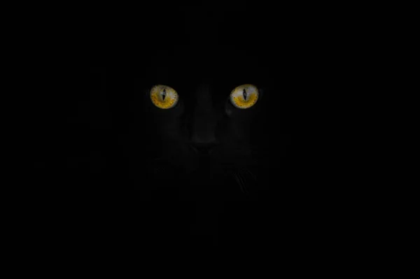 Tête Chat Noire Yeux Jaunes Émergeant Obscurité — Photo