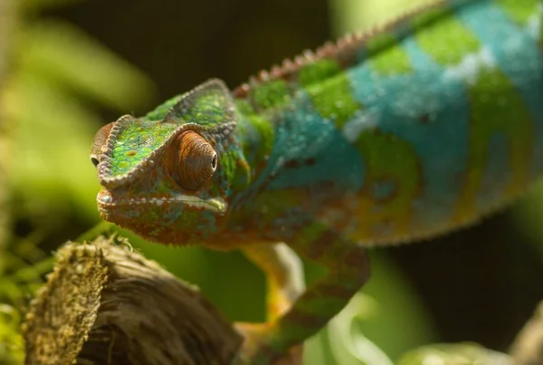 Animal Camaleón Reptil Lagarto Tropical — Foto de Stock