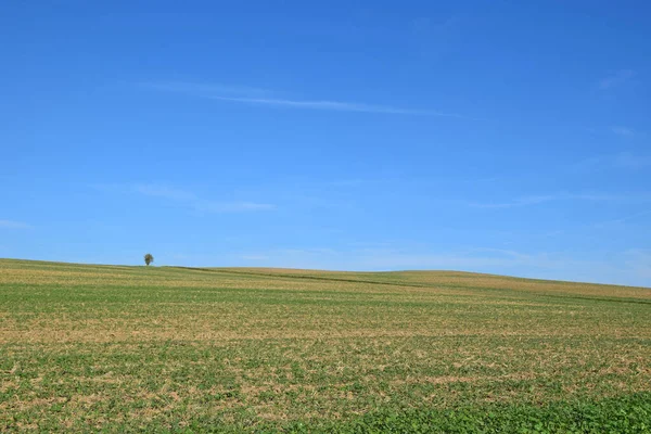 Campo Verde Céu Azul — Fotografia de Stock