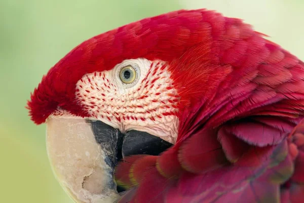 Közeli Kilátás Gyönyörű Arapapagáj Papagáj — Stock Fotó