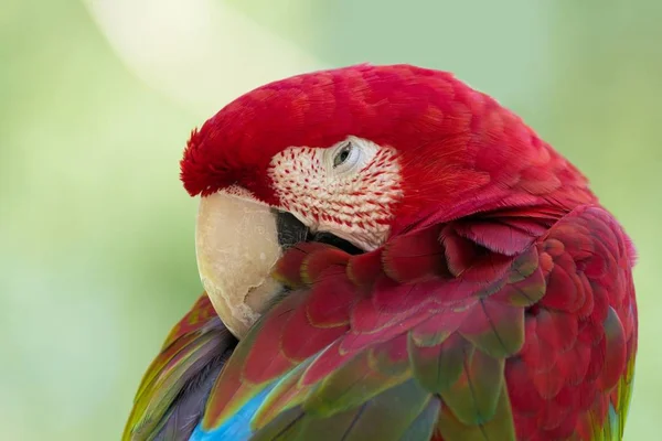 Detailní Pohled Krásného Papouška Macaw — Stock fotografie