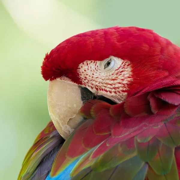 Closeup Visning Smukke Macaw Papegøje - Stock-foto