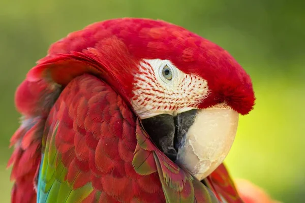 Nahaufnahme Von Schönen Ara Papagei — Stockfoto