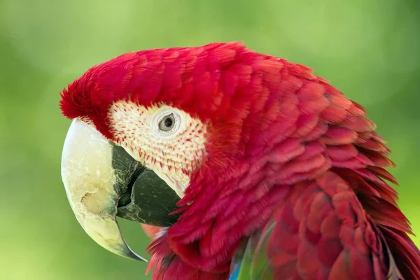 Yeşil Kanatlı Papağan Yeşil Kanatlı Papağan — Stok fotoğraf