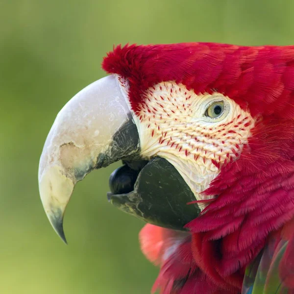 Zbliżenie Widok Pięknej Papugi Macaw — Zdjęcie stockowe