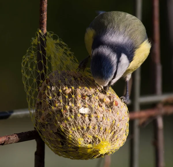 Cytryna Dwubarwna Baeolophus Bicolor — Zdjęcie stockowe