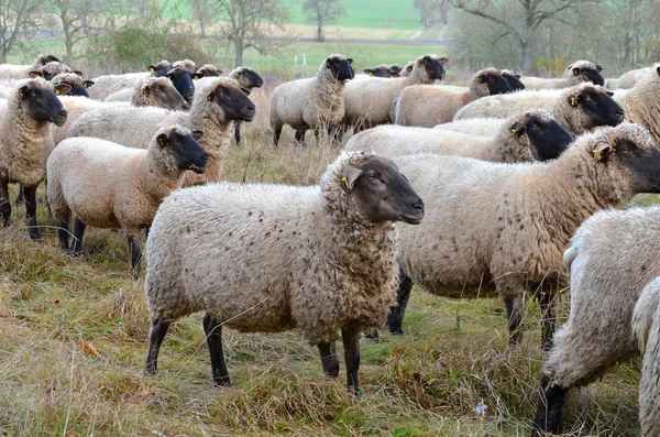 Landschaftlicher Blick Auf Die Landwirtschaft Selektiver Fokus — Stockfoto