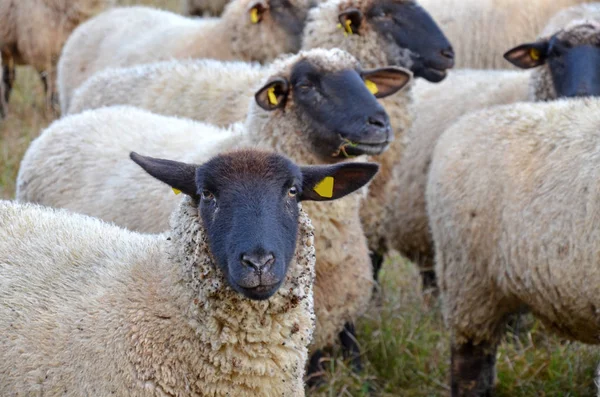 Landschaftlicher Blick Auf Die Landwirtschaft Selektiver Fokus — Stockfoto